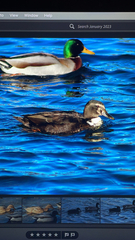 Anas platyrhynchos domesticus