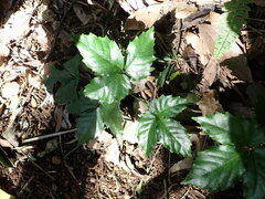 Tetrastigma hemsleyanum