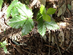 Tetrastigma hemsleyanum
