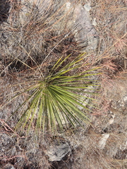 Yucca glauca