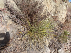Yucca glauca