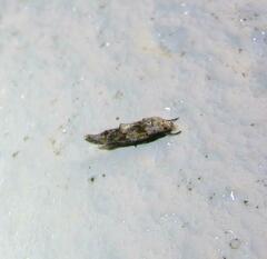 Mompha murtfeldtella