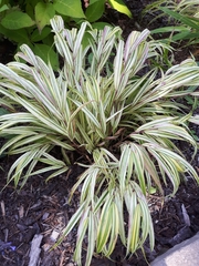 Hakonechloa