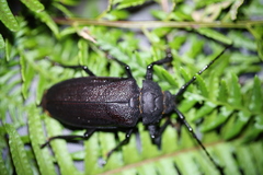 Paroplites edwardsii