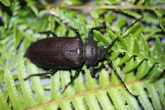 Paroplites edwardsii