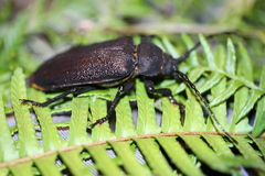 Paroplites edwardsii