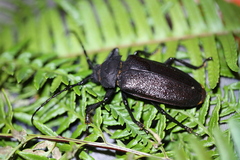 Paroplites edwardsii