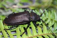 Paroplites edwardsii