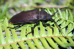 Paroplites edwardsii