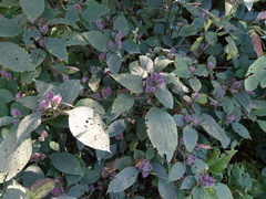 Strobilanthes heyneana