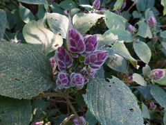 Strobilanthes heyneana