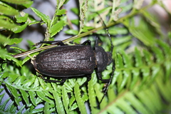 Paroplites edwardsii