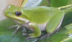 Litoria fallax