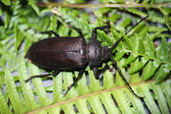 Paroplites edwardsii