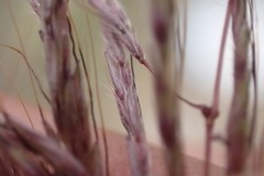 Dichanthium annulatum annulatum
