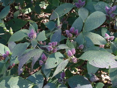 Strobilanthes heyneana