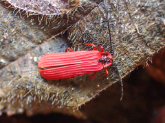Dictyoptera simplicipes