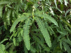 Dicranopteris pedata