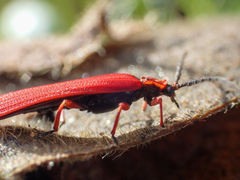 Dictyoptera simplicipes