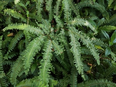Dicranopteris pedata
