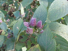 Strobilanthes heyneana