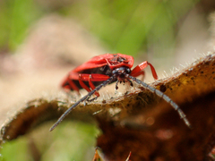 Dictyoptera simplicipes