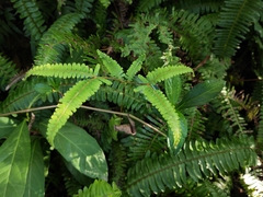 Dicranopteris pedata