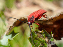 Dictyoptera simplicipes