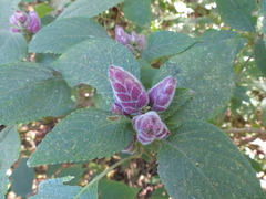 Strobilanthes heyneana
