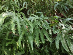 Dicranopteris pedata