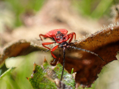 Dictyoptera simplicipes