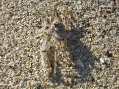 Ocypode occidentalis