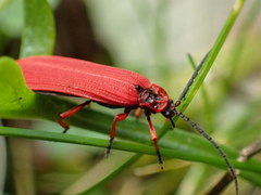Dictyoptera simplicipes