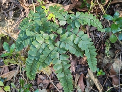 Adiantum flabellulatum