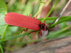 Dictyoptera simplicipes