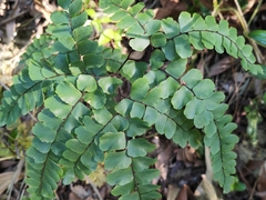 Adiantum flabellulatum