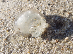 Stomolophidae
