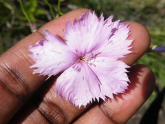 Dianthus