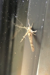 Stathmopoda plumbiflua