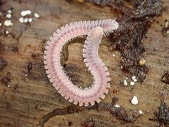 Gosodesmus claremontus