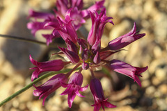 Allium fimbriatum