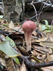 Clavariadelphus subfastigiatus