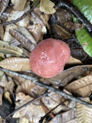 Clavariadelphus subfastigiatus