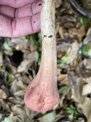 Clavariadelphus subfastigiatus