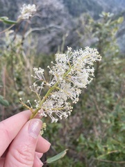 Ceanothus integerrimus macrothyrsus