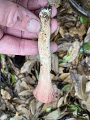 Clavariadelphus subfastigiatus