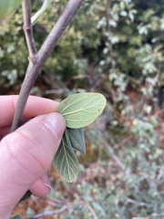 Ceanothus integerrimus macrothyrsus