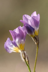 Gilia