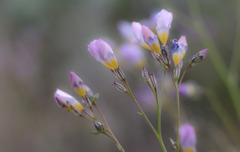 Gilia