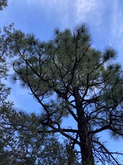 Pinus engelmannii